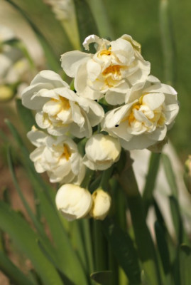 narcissus_bridal_crown_3068.jpg