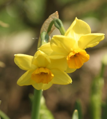 narcissus_kraeuterbeet_3066.jpg