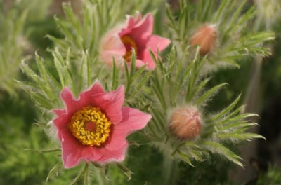 pulsatilla_3070.jpg