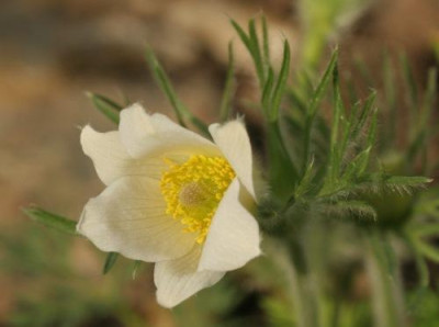 pulsatilla_3085.jpg