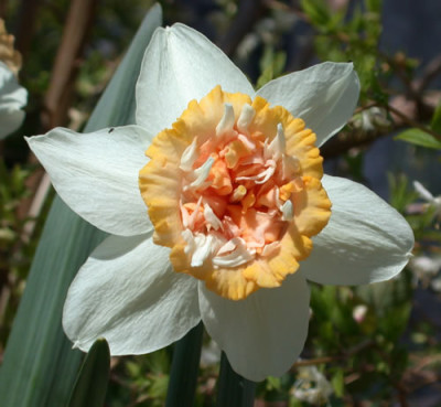 DSCN4792_Narzisse_.jpg