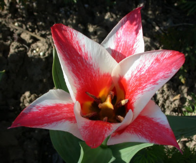DSCN4809_tulpe_rotweiss_.jpg