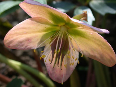DSCN4681_Helleborusblute_.jpg
