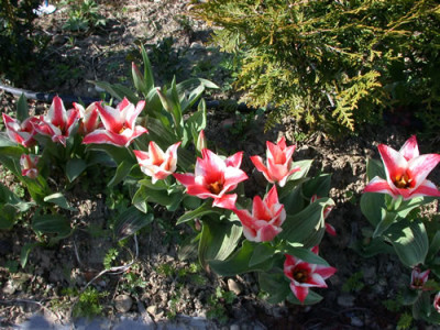 DSCN4810_Tulpe_weissrot_.jpg