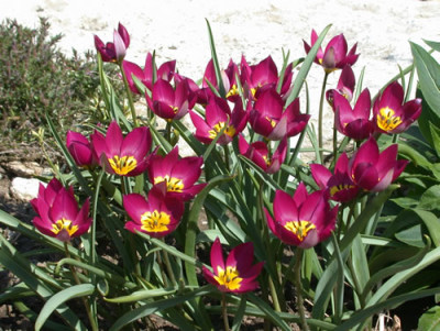 DSCN4795_Tulpe_weinrot_mit_gelb_.jpg