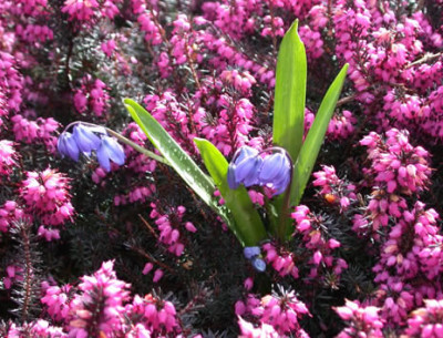 DSCN4604_Rosa_und_blau_2_.jpg