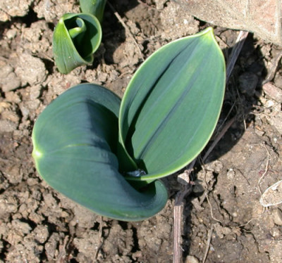 DSCN4745_Blauzungenlauch_.jpg