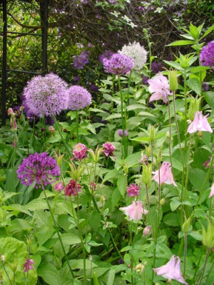 aquilegia_allium_04_2.jpg