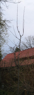 Pflanzschnitt_a.jpg