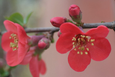 Chaenomeles-April-01.jpg
