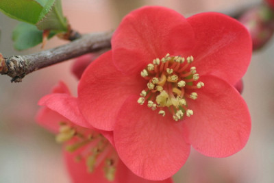 Chaenomeles-April-02.jpg
