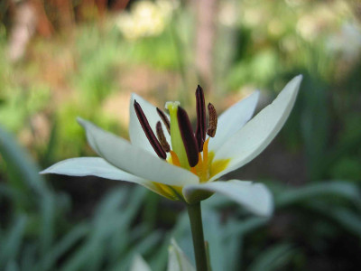 Wildtulpe.jpg