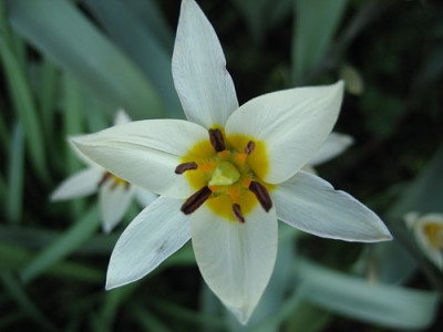 Wildtulpe_2.JPG