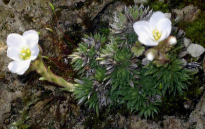 Saxifraga_vandellii_2006-04-22.JPG
