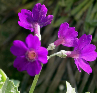 Primula_marginata_Beamish_2006-04-22.JPG