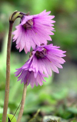 Soldanella_hungarica_ssp.hungarica_2006-04-22.JPG