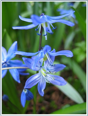 Blausternchen.JPG