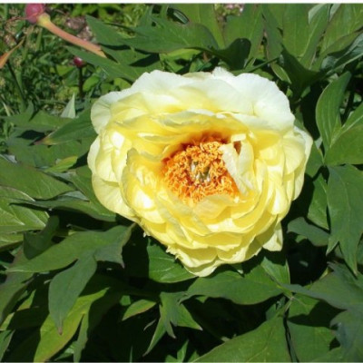 Berggarten_P._Suff._High_Noon2003.jpg