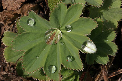 Fruhjahrstropfen-1.jpg