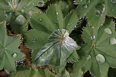 Fruhjahrstropfen-2.jpg