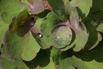 Fruhjahrstropfen-3.jpg
