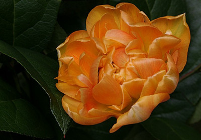 Tulpe-Ostern.jpg