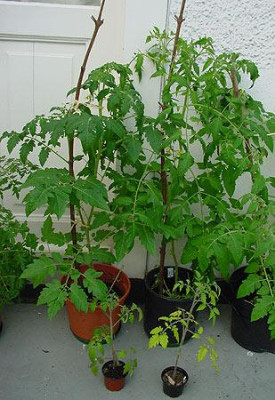 tomaten_wachstum.jpg