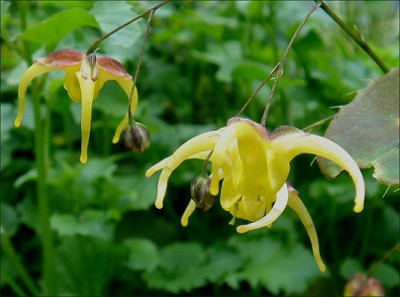 Epimedium_sagittatum.jpg