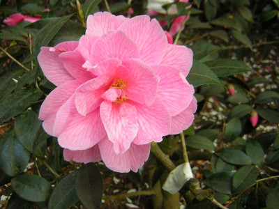 77Camellia_will_Donation.jpg