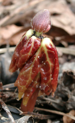 04230012_ePodophyllum_hexandrum.JPG
