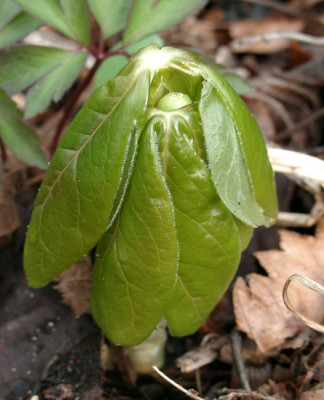 04230013_ePodophyllum_peltatum.JPG