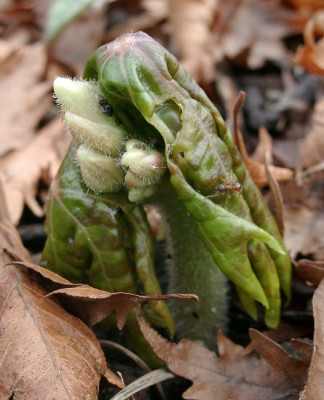04230014_ePodophyllum_delavayi.JPG
