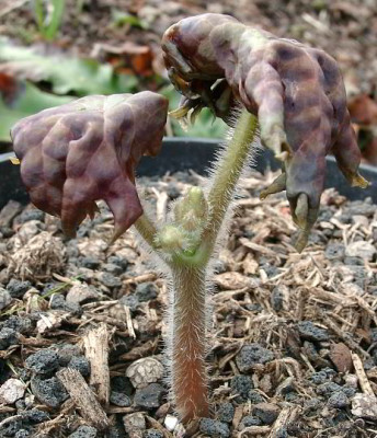 04230023_ePodophyllum_veitchii.JPG
