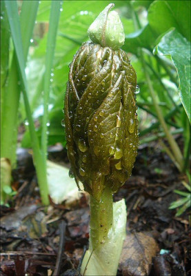 Podophyllum_Austrieb_.jpg
