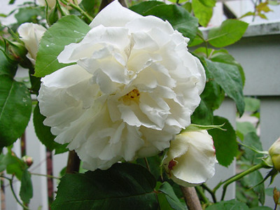 rosa_Winchester_cathedral_0.jpg