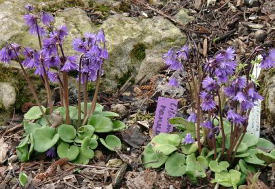 04230009_eSoldanella_montanum.JPG