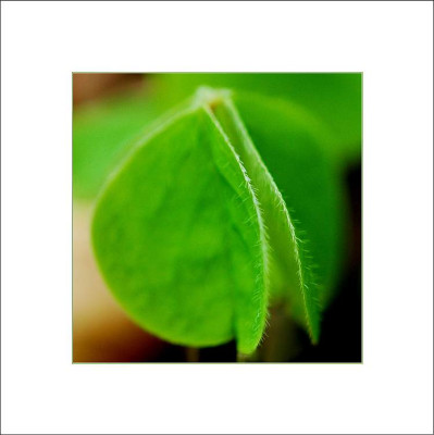 Oxalis_2_23-04-2006.jpg