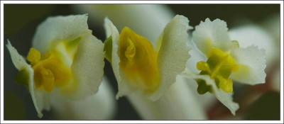 Corydalis_1_23-04-2006.jpg
