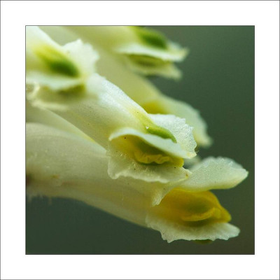 Corydalis_2_23-04-2006.jpg