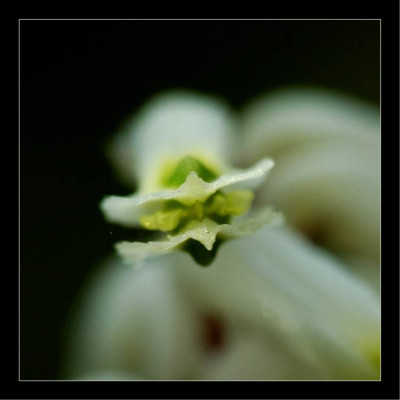 Corydalis_3_23-04-2006.jpg