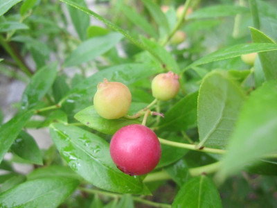 Pinkbeere01.JPG