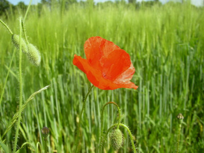 Klatschmohn2.jpg