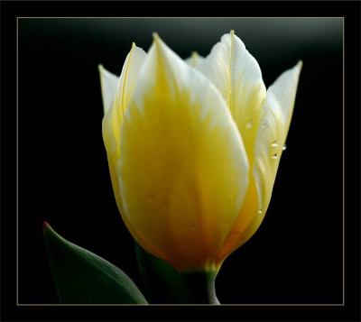 Tulipa_1_23-04-2006.jpg