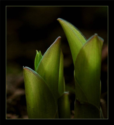 Hosta_1_23-04-2006.jpg