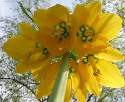 Frittilaria_imperalis_20060423.jpg