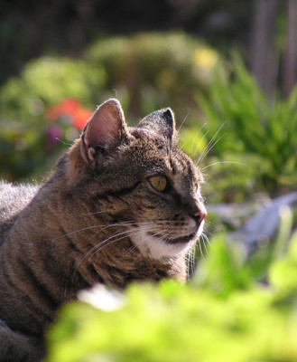 kater_tom_april01.jpg