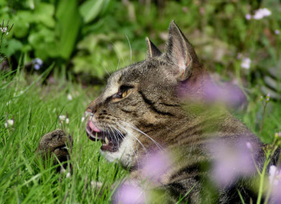 kater_tom_april02.jpg