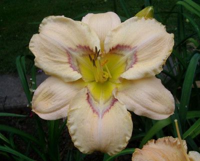IMGP0918 b.jpg