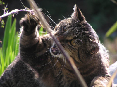 kater_tom_april03.jpg