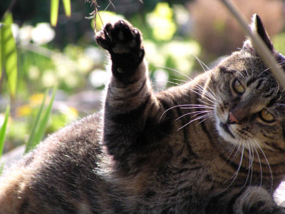 kater_tom_april04.jpg